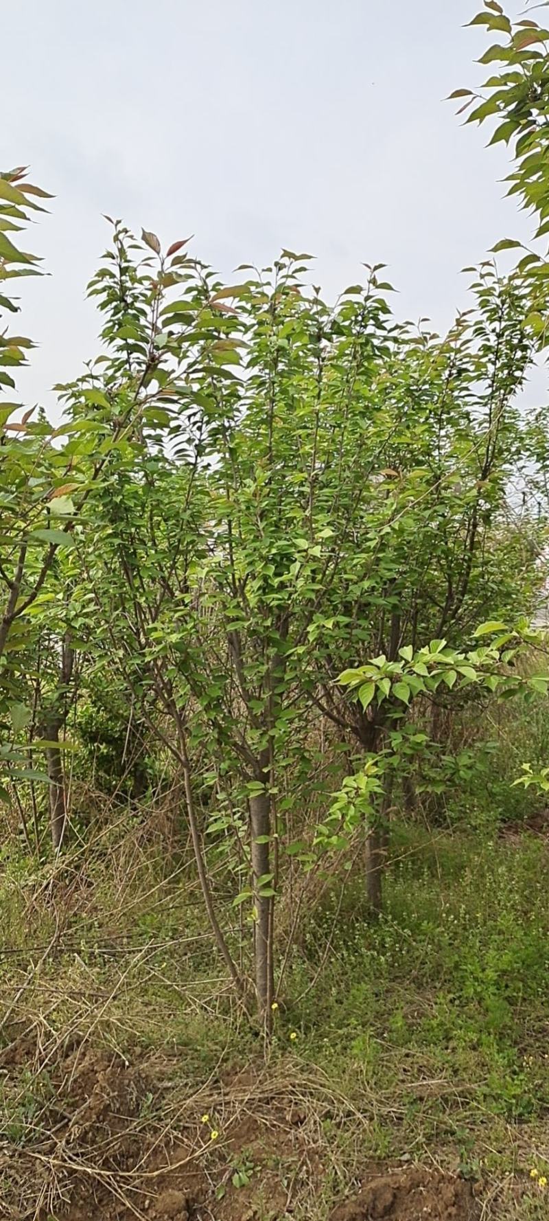各种草坪树木花苗