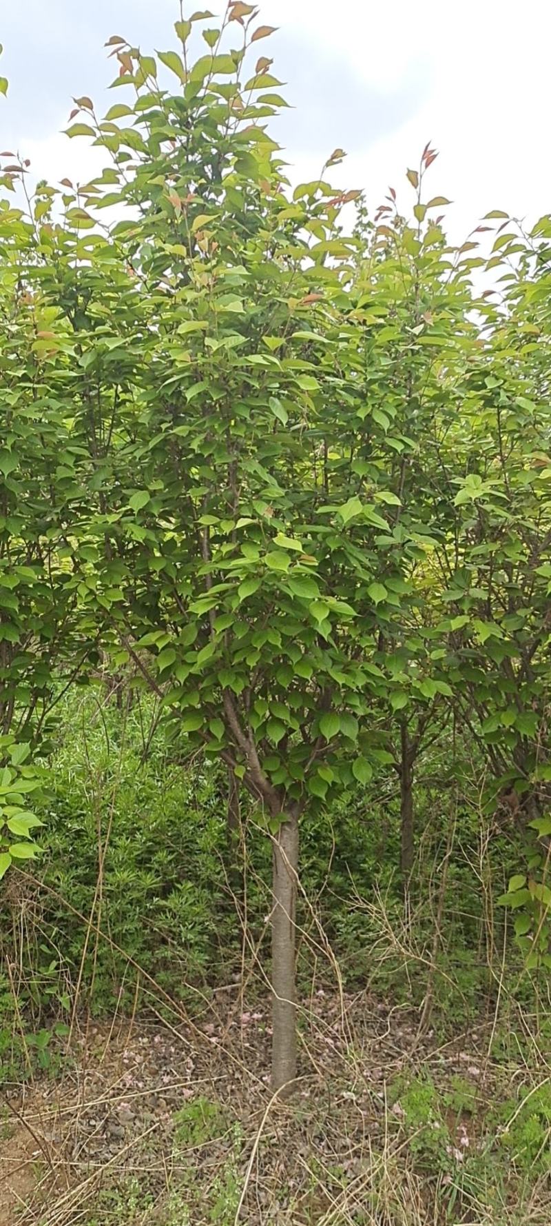 各种草坪树木花苗
