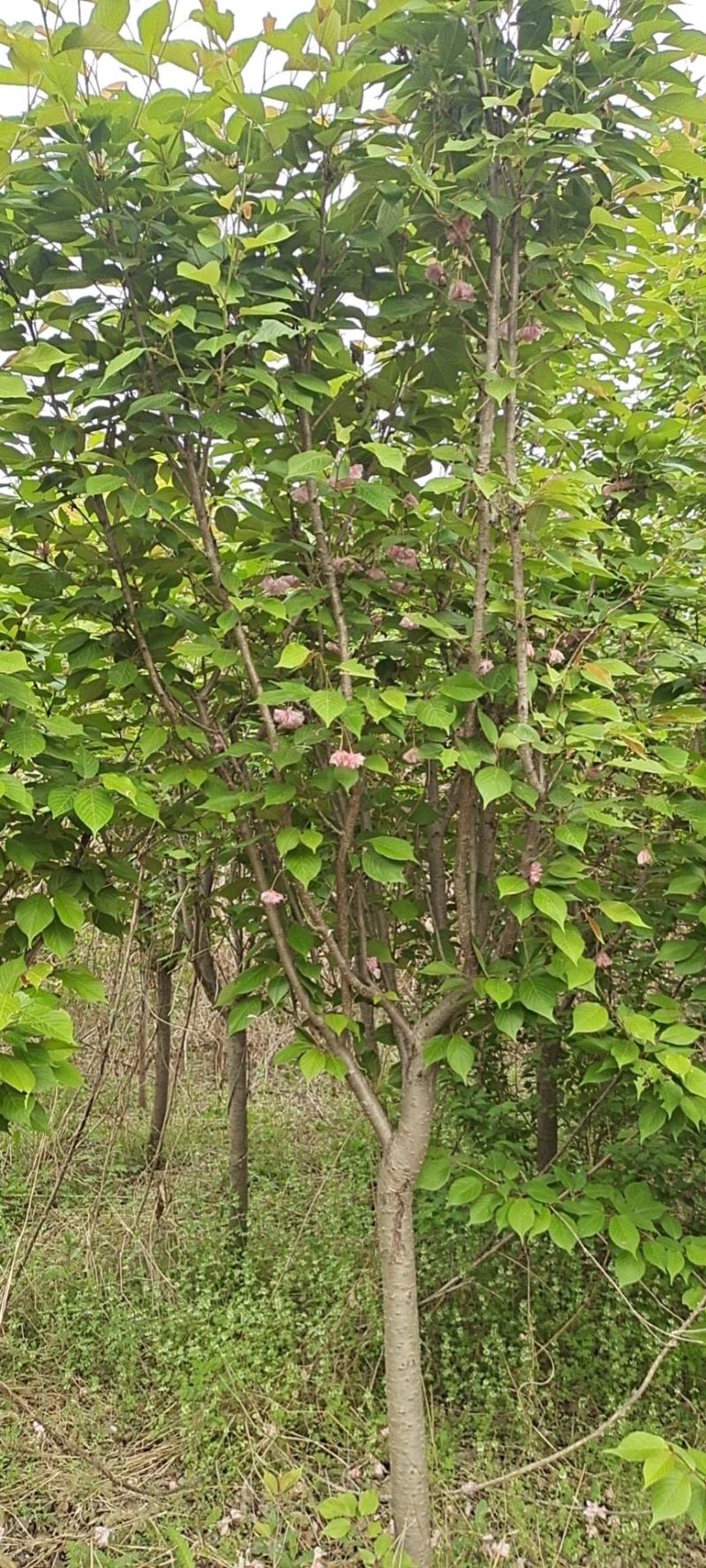 各种草坪树木花苗