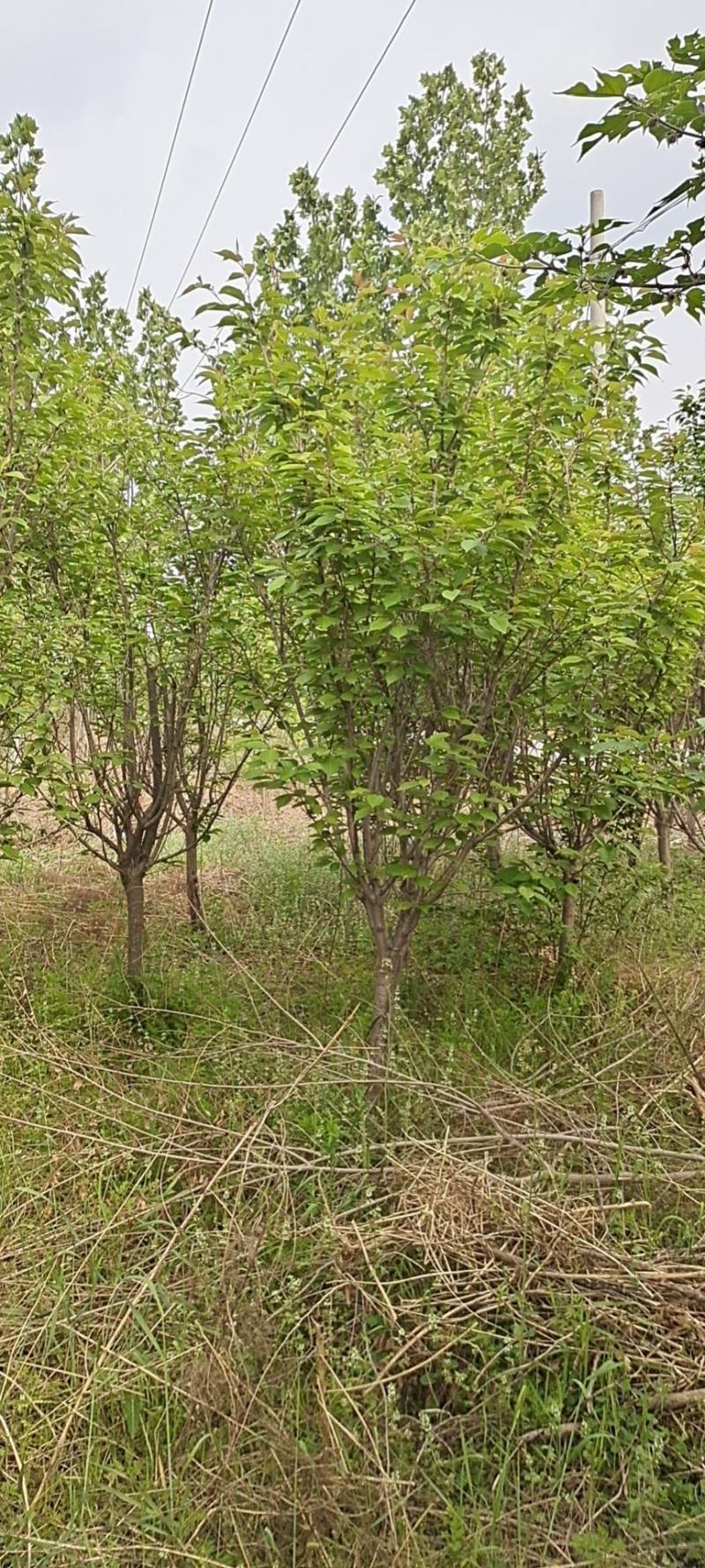 各种草坪树木花苗