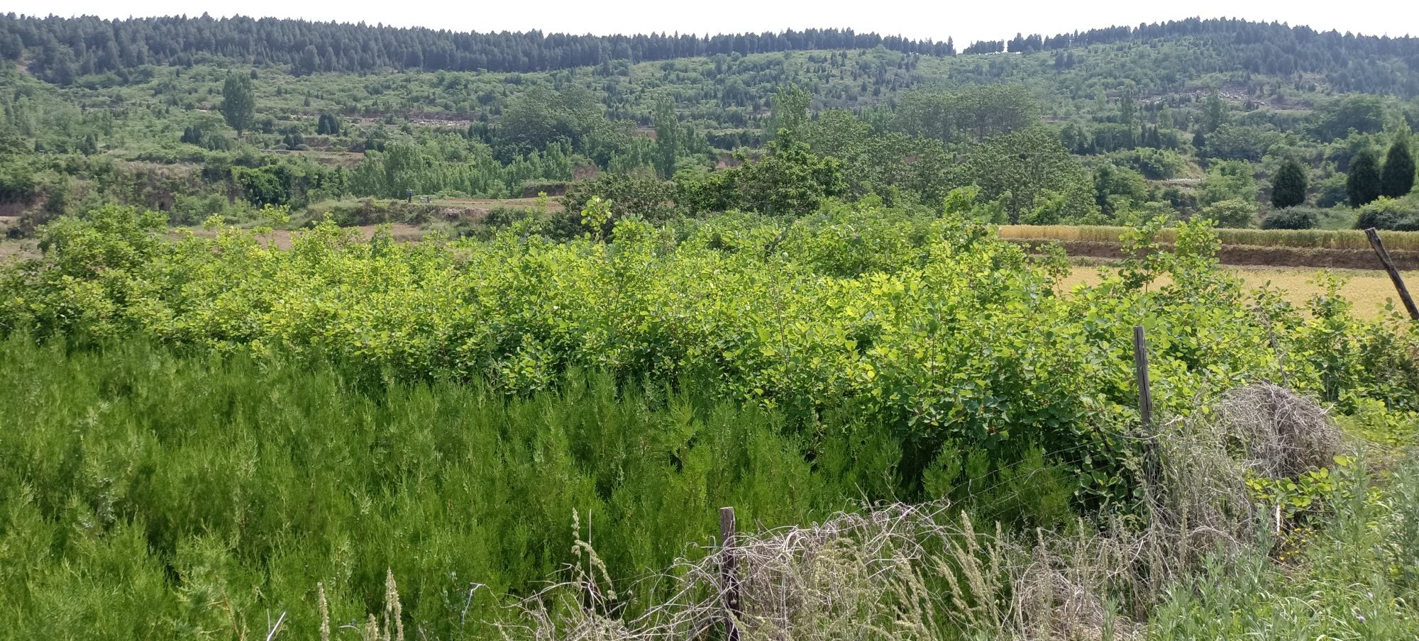 侧柏整体植株形态