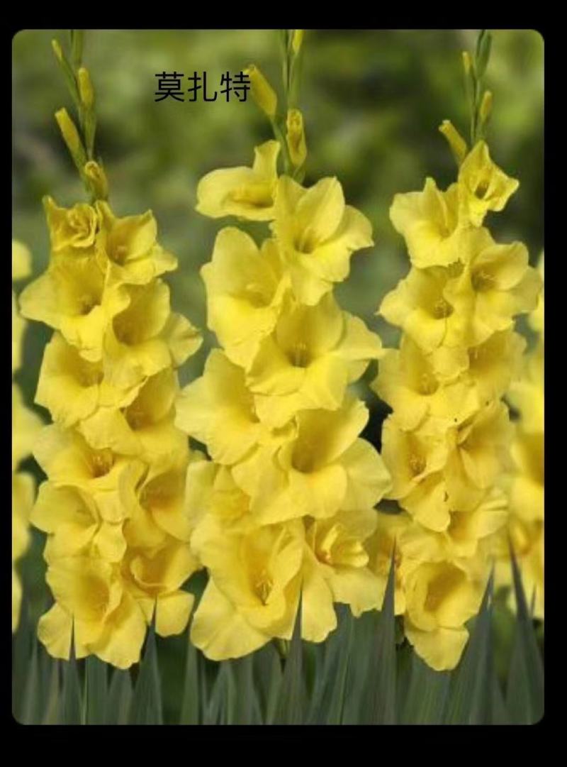 剑兰也叫（唐菖蒲）当年可观花，颜色齐全