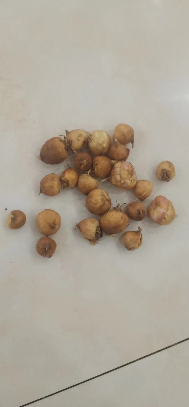 剑兰也叫（唐菖蒲）当年可观花，颜色齐全