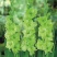 剑兰也叫（唐菖蒲）当年可观花，颜色齐全