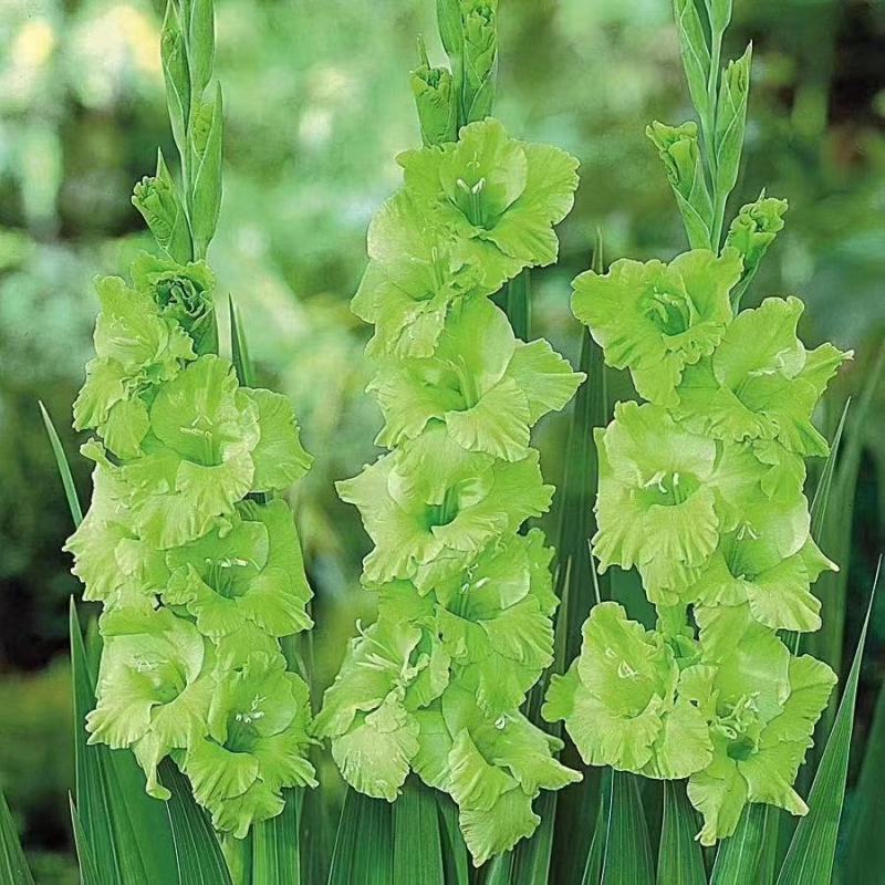 剑兰也叫（唐菖蒲）当年可观花，颜色齐全