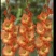 剑兰也叫（唐菖蒲）当年可观花，颜色齐全