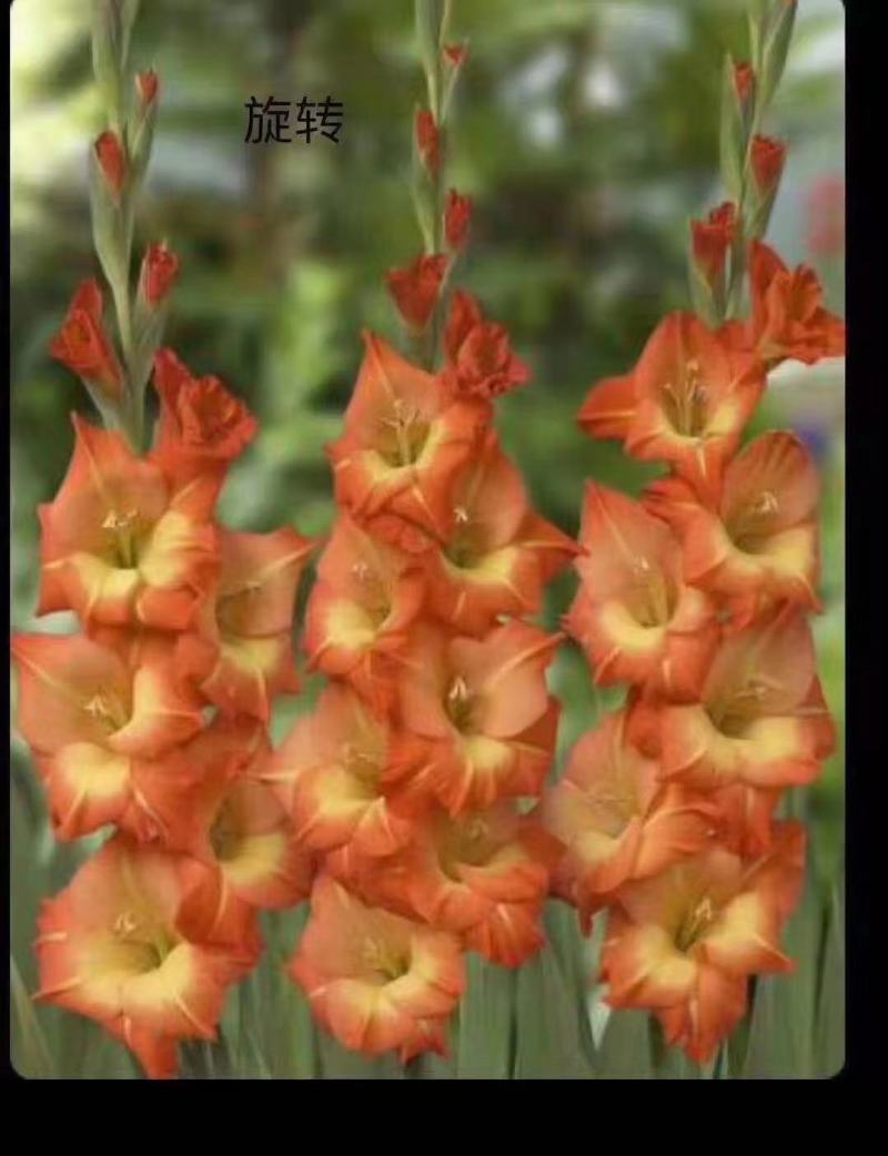 剑兰也叫（唐菖蒲）当年可观花，颜色齐全