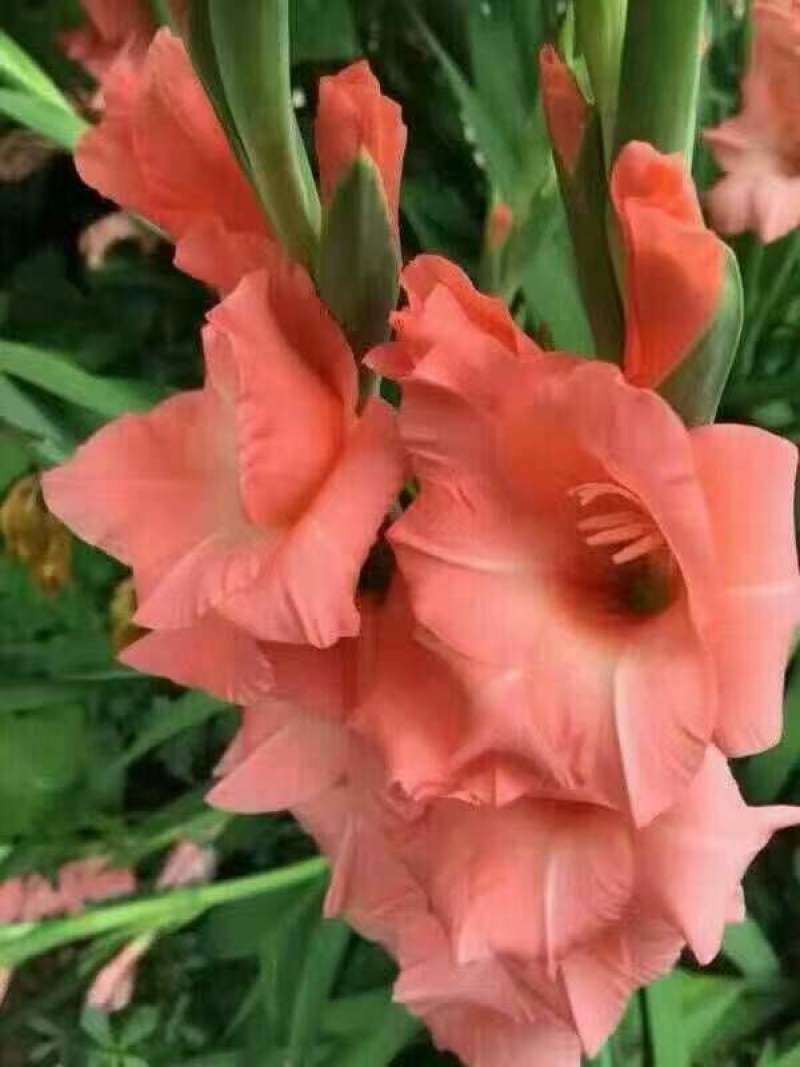 剑兰也叫（唐菖蒲）当年可观花，颜色齐全