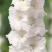 剑兰也叫（唐菖蒲）当年可观花，颜色齐全