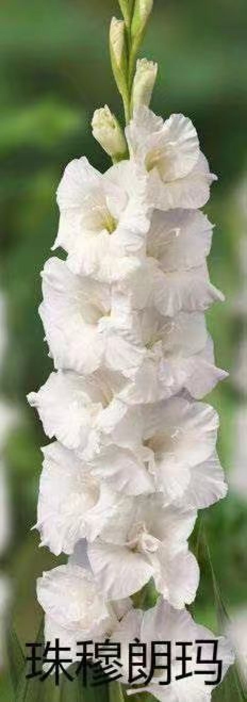 剑兰也叫（唐菖蒲）当年可观花，颜色齐全