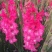 剑兰也叫（唐菖蒲）当年可观花，颜色齐全