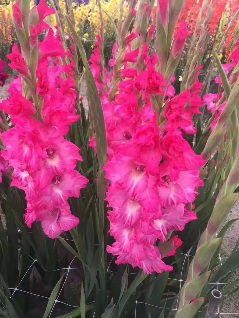剑兰也叫（唐菖蒲）当年可观花，颜色齐全