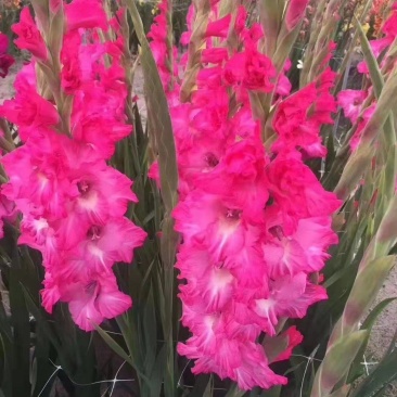 剑兰也叫（唐菖蒲）当年可观花，颜色齐全