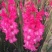 剑兰也叫（唐菖蒲）当年可观花，颜色齐全