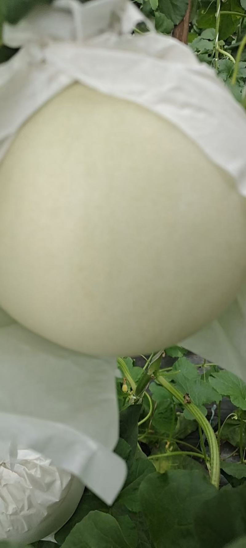 玉菇！！个头匀实！！口感甜！皮毛干净！