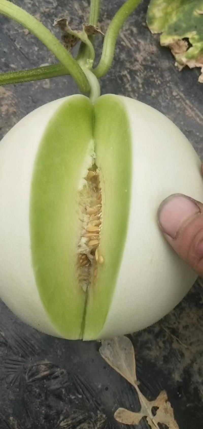 玉菇！！个头匀实！！口感甜！皮毛干净！