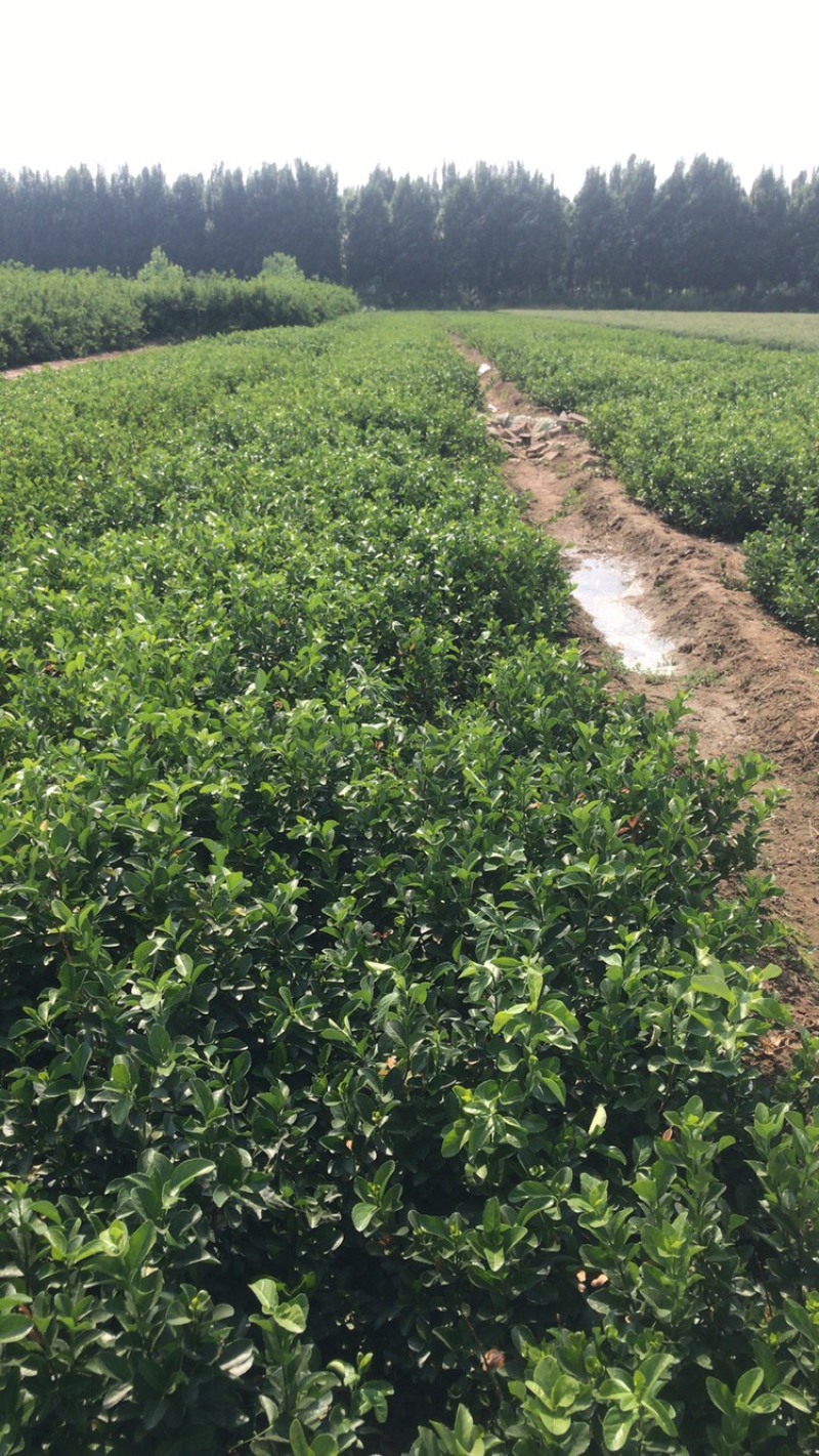 卫矛苗，卫矛球！规格尺寸全！保证质量，