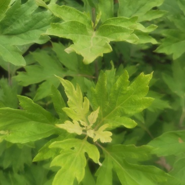 新鲜野生艾叶艾草中药材纯野生陈艾叶假一赔十