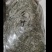 新鲜野生艾叶艾草中药材纯野生陈艾叶假一赔十