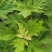 新鲜野生艾叶艾草中药材纯野生陈艾叶假一赔十