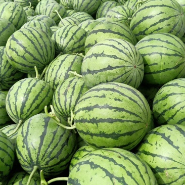 精品吊瓜大量上市