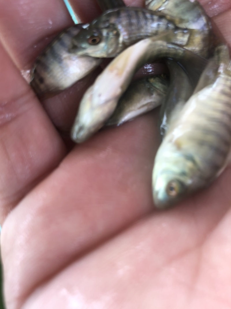 脆肉罗非种苗海南一号快大种抗寒抗病毒单性罗非