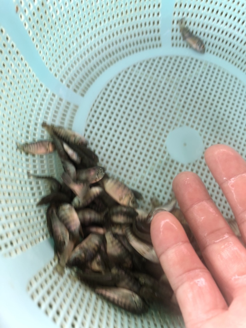 脆肉罗非种苗海南一号快大种抗寒抗病毒单性罗非