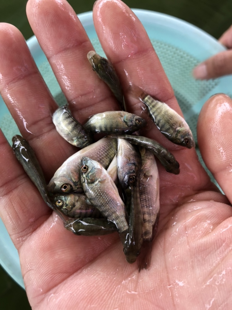 脆肉罗非种苗海南一号快大种抗寒抗病毒单性罗非