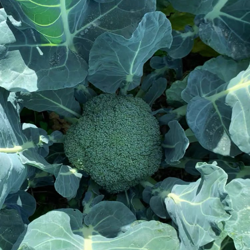 精品西蓝花🥦大量上市质量保证颜色美丽价格美丽