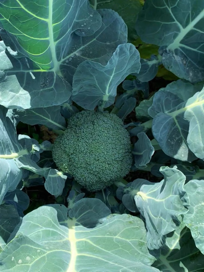 精品西蓝花🥦大量上市质量保证颜色美丽价格美丽