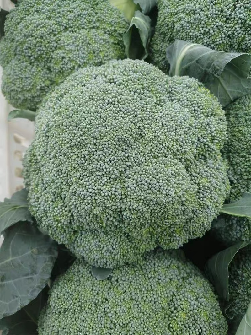 精品西蓝花🥦大量上市质量保证颜色美丽价格美丽