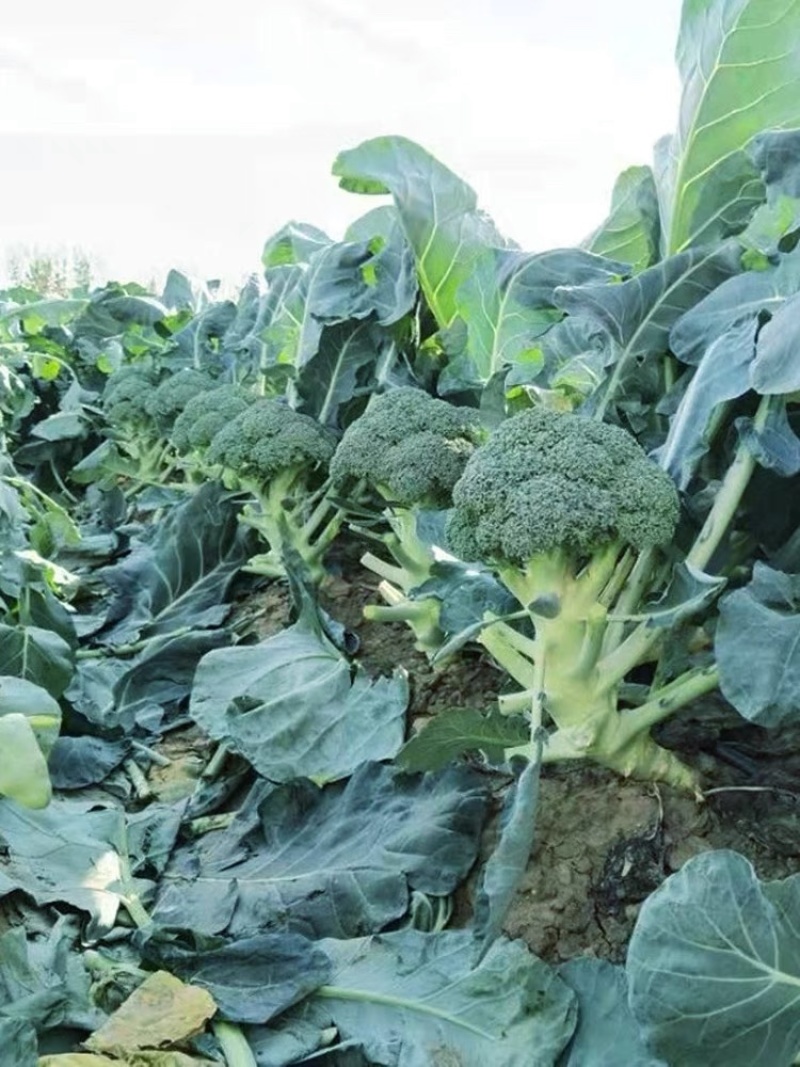 精品西蓝花🥦大量上市质量保证颜色美丽价格美丽