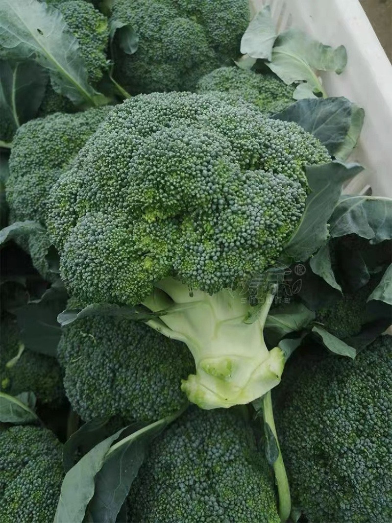 精品西蓝花🥦大量上市质量保证颜色美丽价格美丽