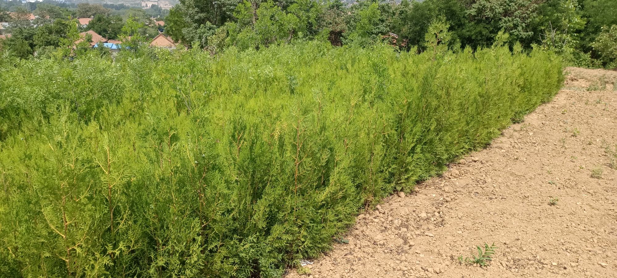 城市次干道旁种植的矮化修剪侧柏,形成约1.2米高的规则绿篱,线条笔直,颜色深绿,边缘清晰,部分枝条略有新芽萌发,背景为非机动车道和行人 城市道路旁修剪整齐的侧柏绿篱