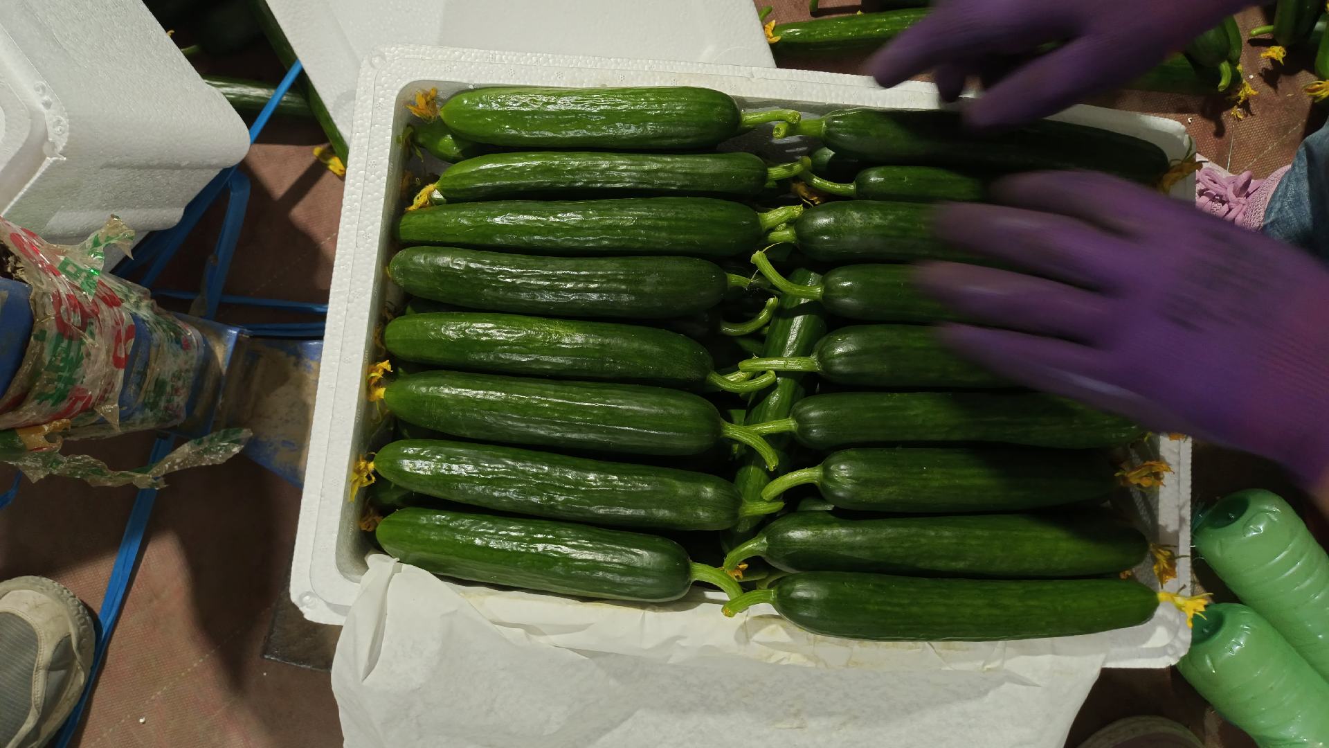 现代化包装车间内,工人正在操作自动分拣设备对宫廷小黄瓜进行分级称重,传送带上整齐排列着翠绿色的小黄瓜,部分已装入透明塑料托盘并覆膜密封,旁边堆放着印有‘宫廷小黄瓜’品牌的纸箱,体现标准化商品化流程 包装车间内的宫廷小黄瓜分拣线