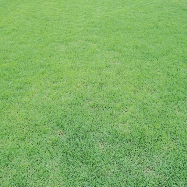 安徽基地中华结缕草坪，量大价优！成活率高，好管理。
