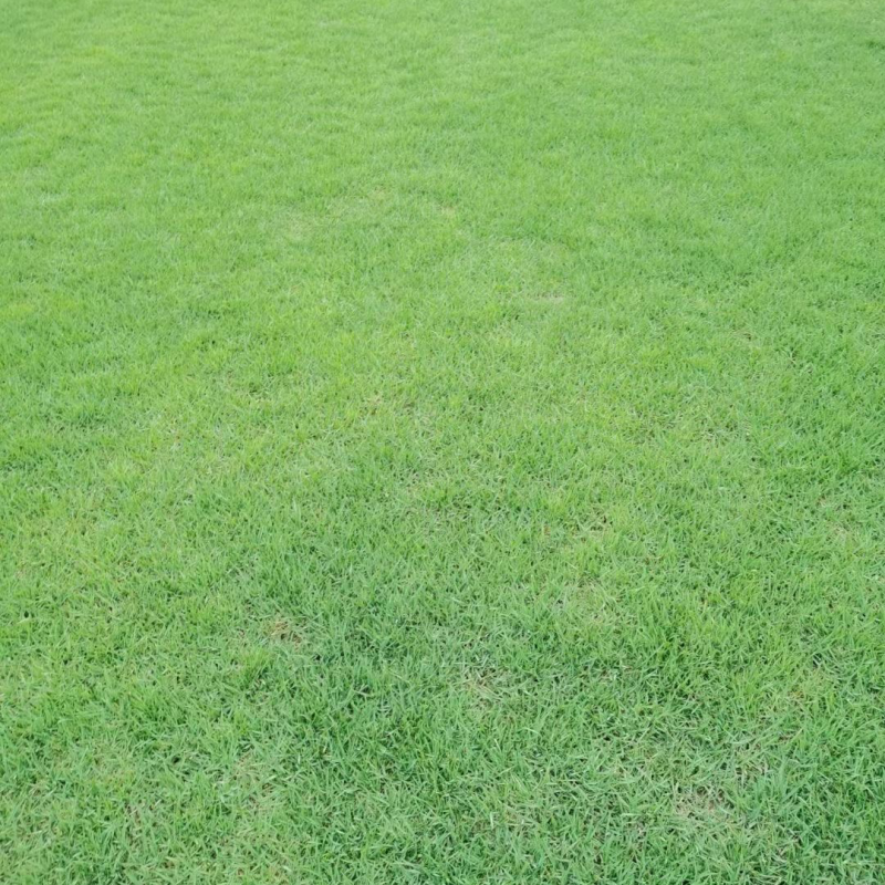 安徽基地中华结缕草坪，量大价优！成活率高，好管理。