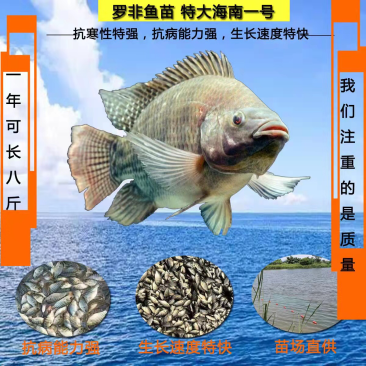 脆肉罗非种苗海南一号快大种抗寒抗病毒单性罗非