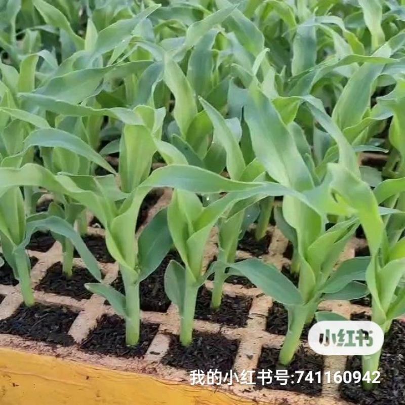 玉米苗