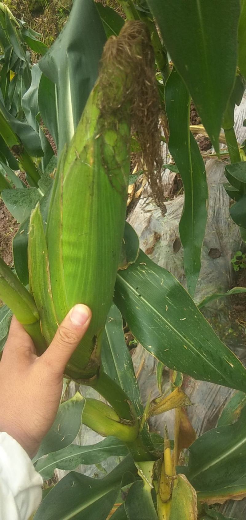 现货万糯188自贡大安出货要买的搞快货不多了