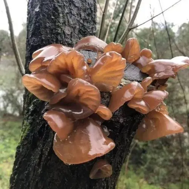 云南楚雄双柏哀牢山原始森林老家产地货源大量批发