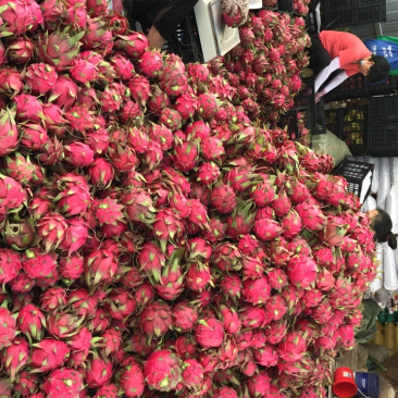 火龙果