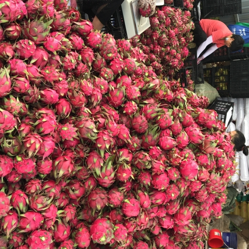 火龙果