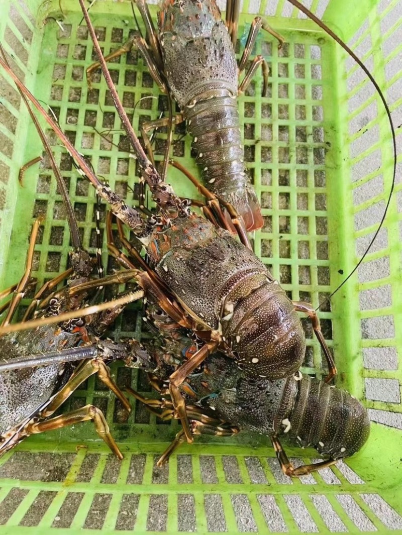 小青龙虾新鲜活冻冰鲜冷冻中华锦绣龙虾规格齐全