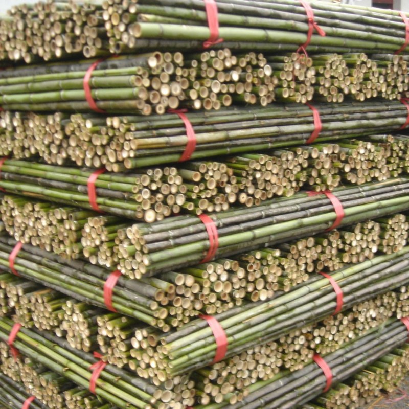 菜架竹南竹麻竹大批量供应优质各种大小竹子