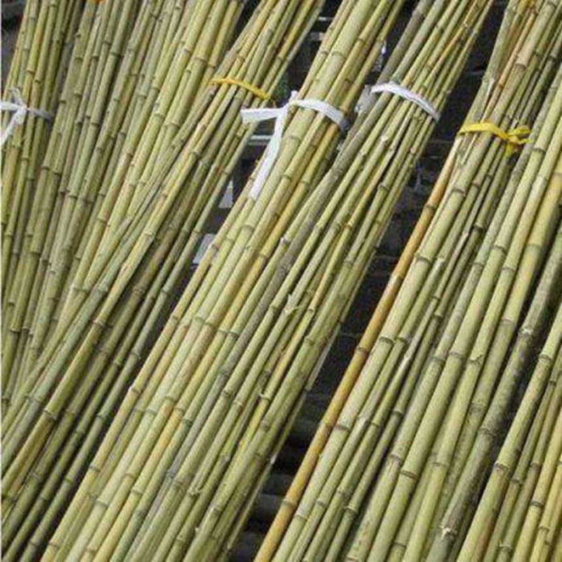 菜架竹南竹麻竹大批量供应优质各种大小竹子