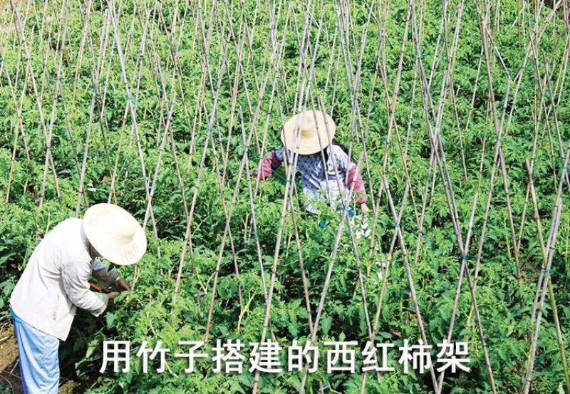菜架竹南竹麻竹大批量供应优质各种大小竹子