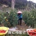 菜架竹南竹麻竹大批量供应优质各种大小竹子