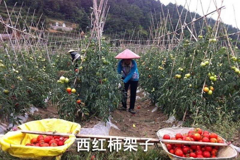 菜架竹南竹麻竹大批量供应优质各种大小竹子