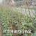 菜架竹南竹麻竹大批量供应优质各种大小竹子